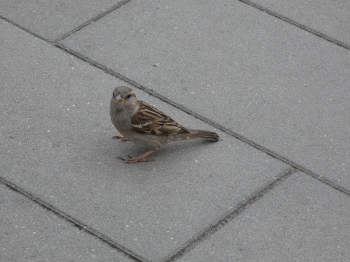 P1050229.JPG